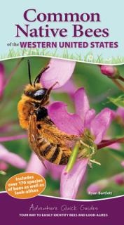 Common Native Bees of the Western United States: Your Way to Easily Identify Bees and Look-Alikes