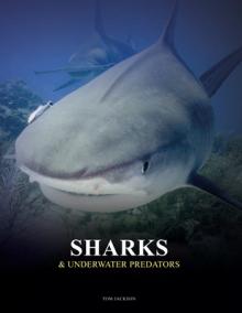 Sharks & Underwater Predators
