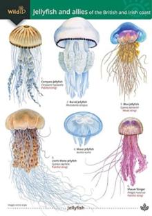 Jellyfish and allies of the British and Irish Coast